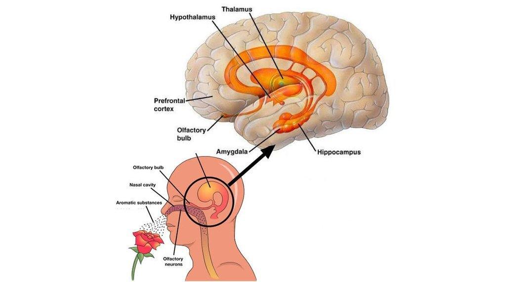 What Is Aromatherapy and How Does It Works? - Keya Seth Aromatherapy