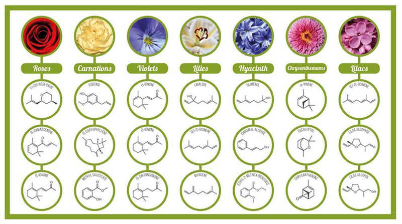 Blog 10: Essential oils and how they are produced - Keya Seth Aromatherapy